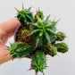 Bilde av Euphorbia enopla-Spanne Plantesalg