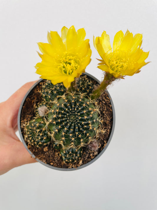 Bilde av Rebutia grandiflora-Spanne Plantesalg