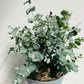 Bilde av Eucalyptus pu. ‘Silver Dollar’-Spanne Plantesalg
