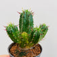 Bilde av Euphorbia enopla-Spanne Plantesalg