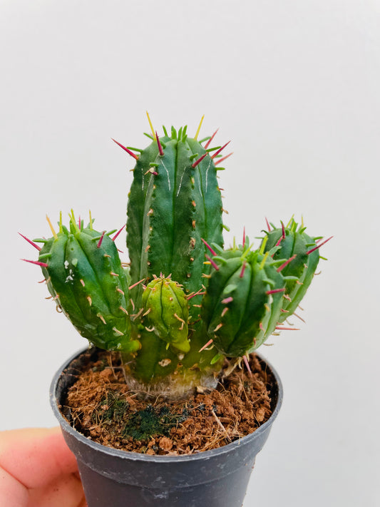 Bilde av Euphorbia enopla-Spanne Plantesalg