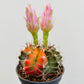 Bilde av Gymnocalycium mihanovichii variegata-Spanne Plantesalg