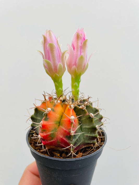 Bilde av Gymnocalycium mihanovichii variegata-Spanne Plantesalg