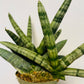 Bilde av SANSEVIERIA BONCELLENSIS-Spanne Plantesalg