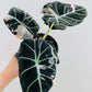Bilde av Alocasia ‘Black Velvet Pink’-Spanne Plantesalg