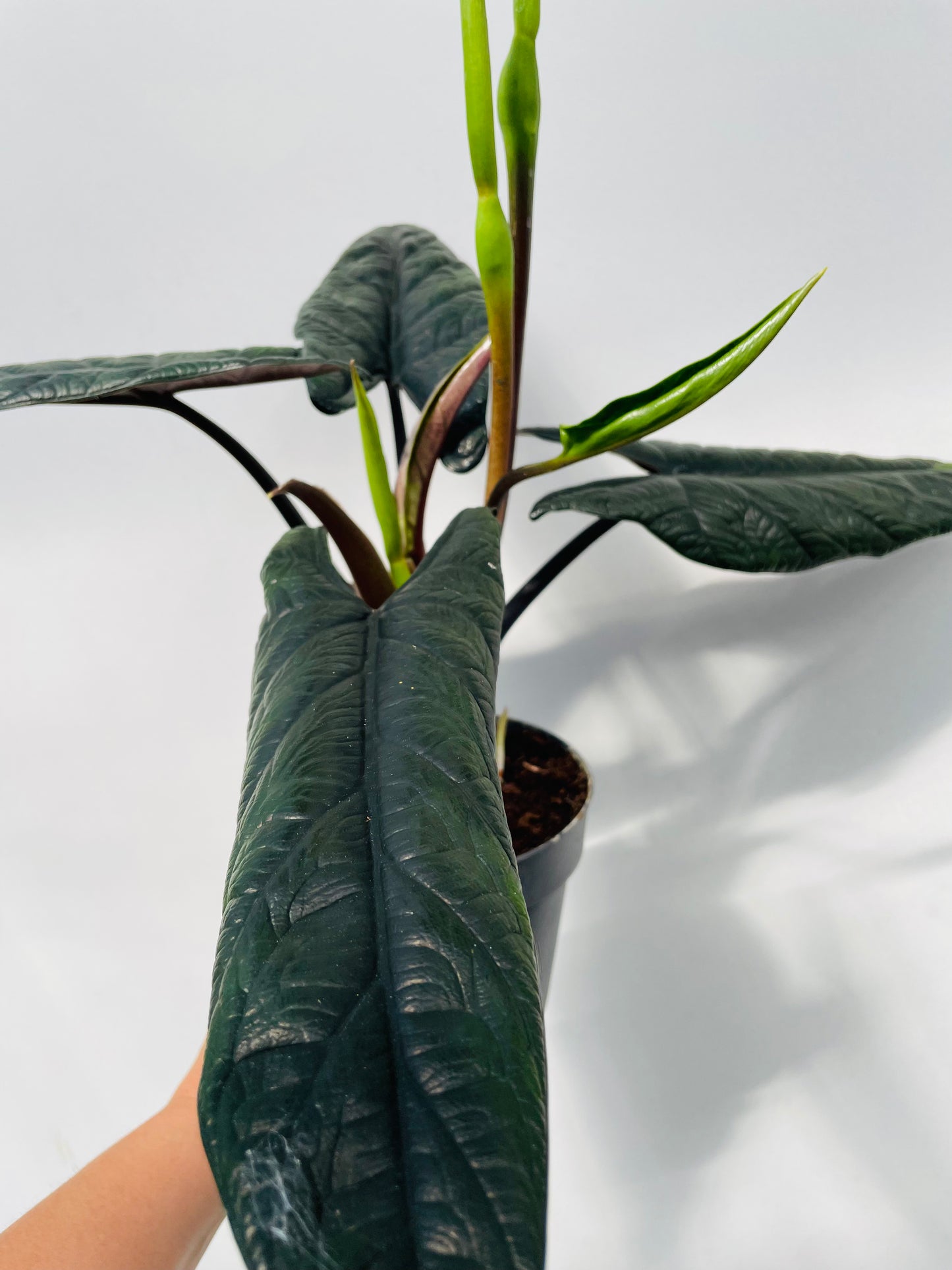Alocasia scalprum