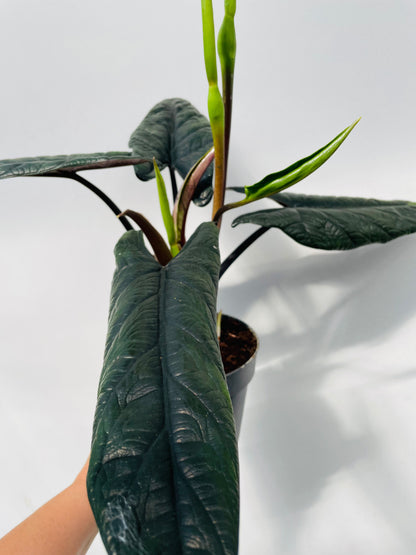 Alocasia scalprum
