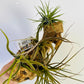 Bilde av Tillandsia på tre 1-Spanne Plantesalg