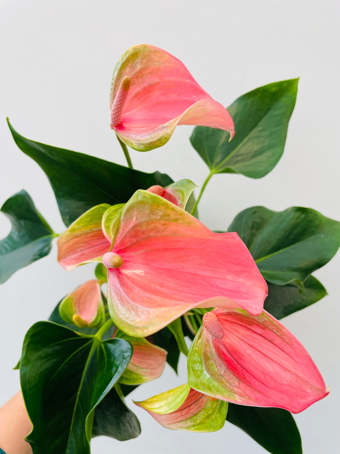 Anthurium ‘Karma Joli’