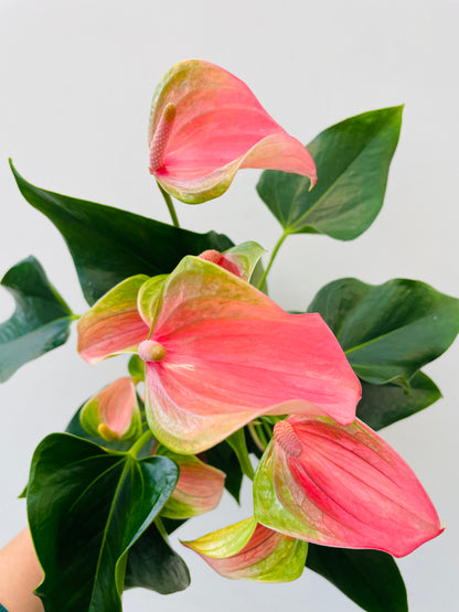 Anthurium ‘Karma Joli’