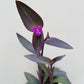 Bilde av Tradescantia pallida-Spanne Plantesalg