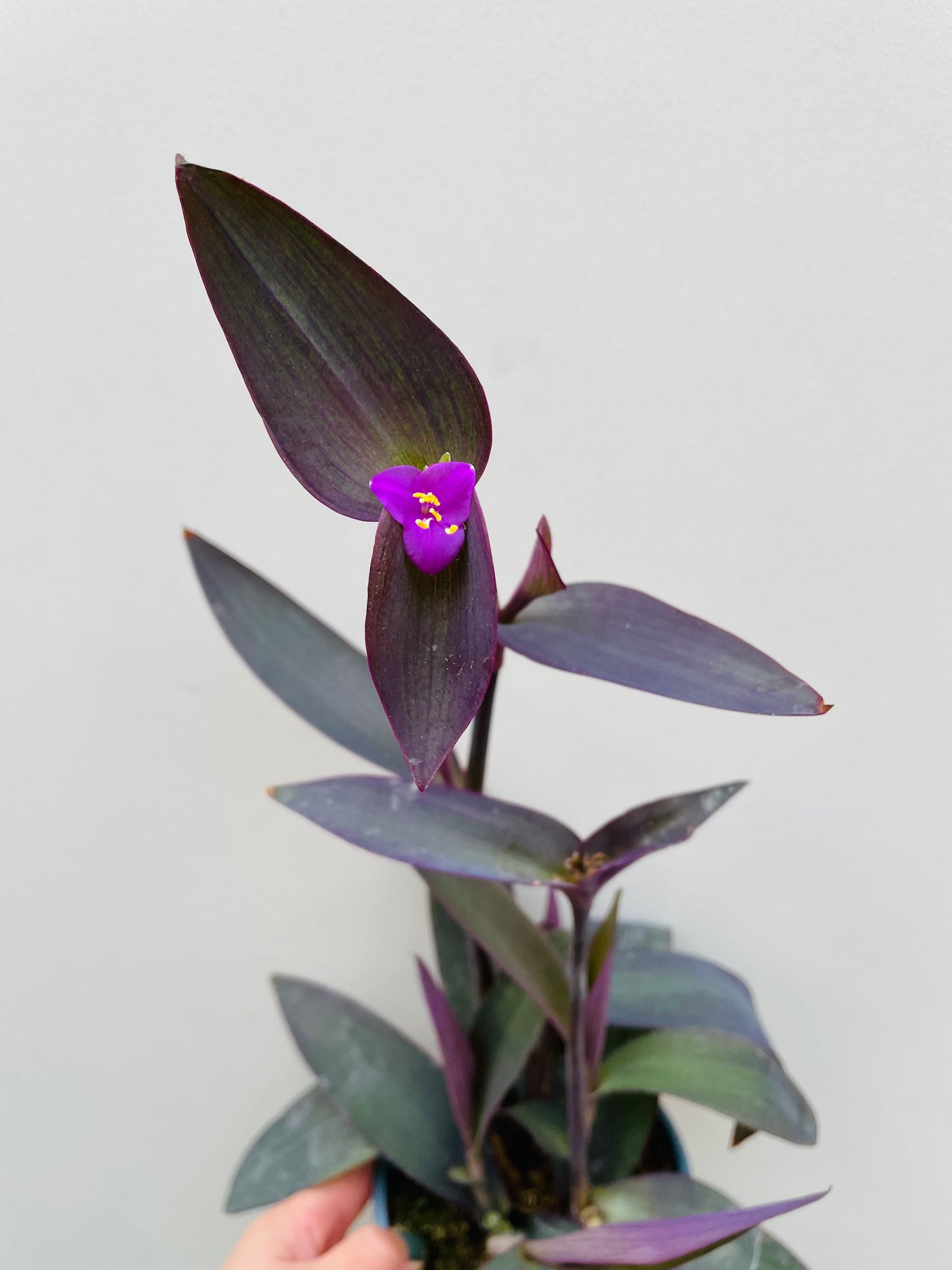 Bilde av Tradescantia pallida-Spanne Plantesalg