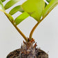 Bilde av Zamia furfuracea-Spanne Plantesalg