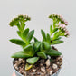 Bilde av Crassula ‘Springtime’ 6 cm potte-Spanne Plantesalg
