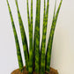 Bilde av Sansevieria ‘Fernwood’-Spanne Plantesalg