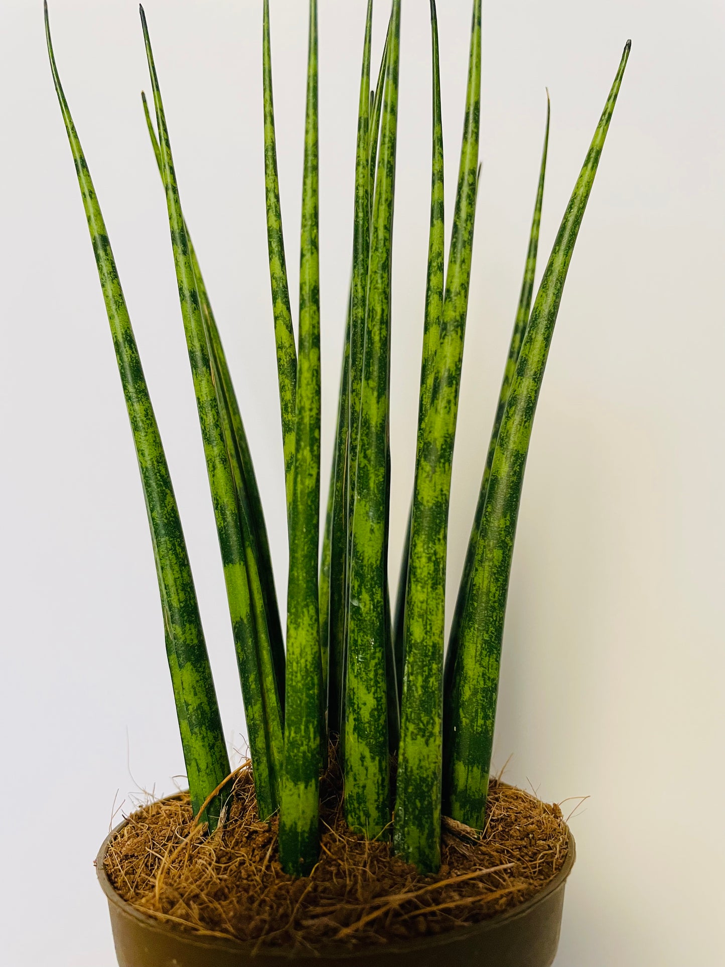 Bilde av Sansevieria ‘Fernwood’-Spanne Plantesalg