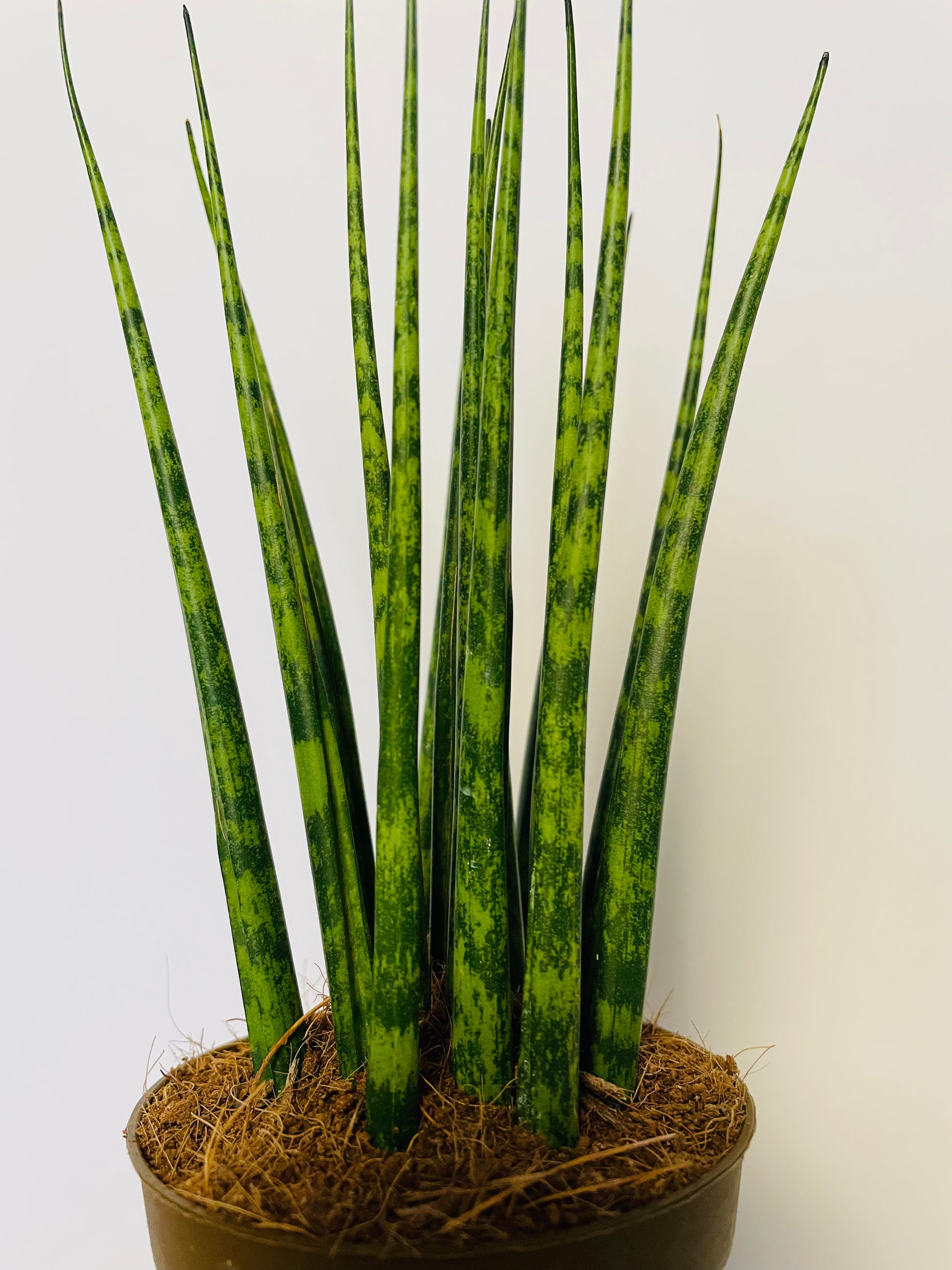 Bilde av Sansevieria ‘Fernwood’-Spanne Plantesalg