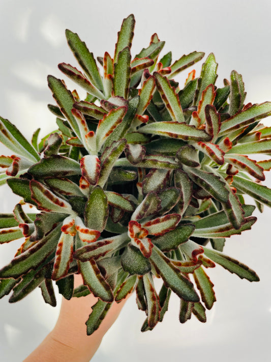 Kalanchoe tomentosa ‘Nigra’
