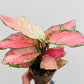 Bilde av Aglaonema ‘Pinky Promise’-Spanne Plantesalg