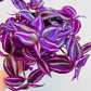 Bilde av Tradescantia ‘Pink Paradise’-Spanne Plantesalg