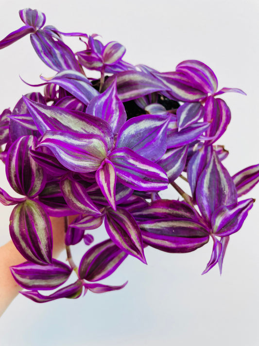 Bilde av Tradescantia ‘Pink Paradise’-Spanne Plantesalg