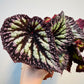 Bilde av Begonia rex ‘Fireworks’ 12 cm potte-Spanne Plantesalg