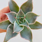 Bilde av Echeveria ‘Madiba’-Spanne Plantesalg