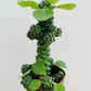Bilde av Euphorbia ritchiei-Spanne Plantesalg