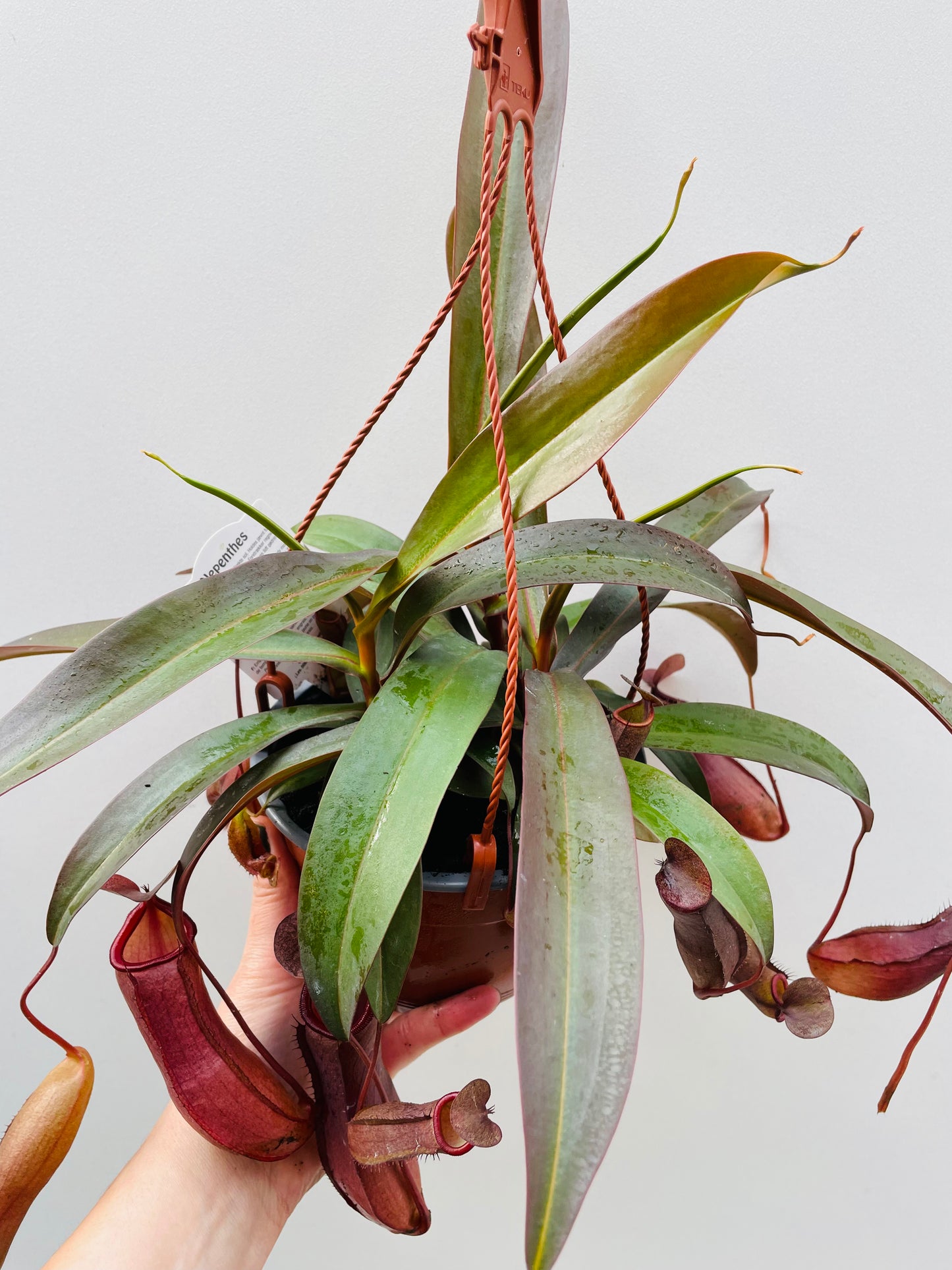 Bilde av Nepenthes hybrid mørkegrønn-Spanne Plantesalg