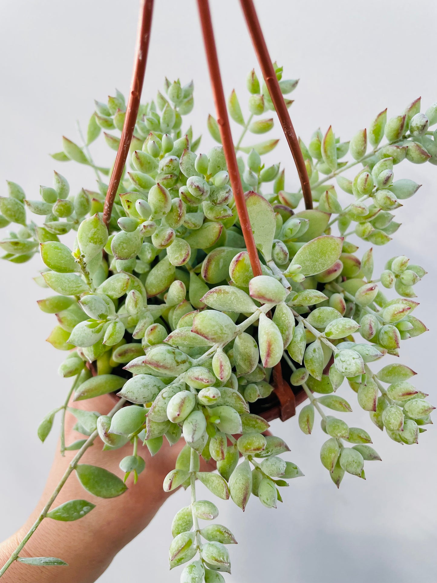 Cotyledon pendens