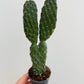 Bilde av Opuntia rubescens-Spanne Plantesalg