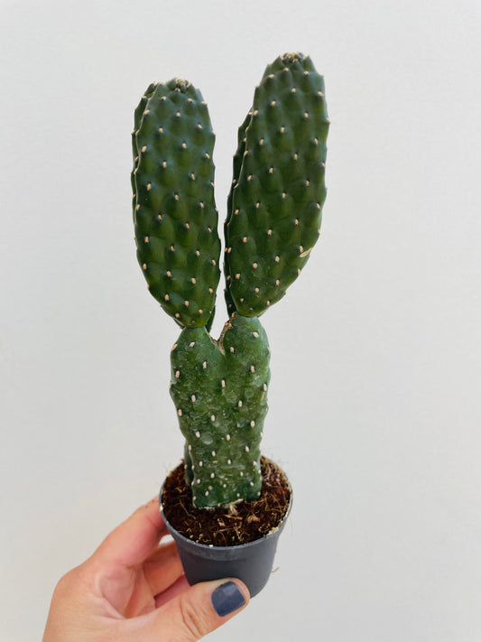 Bilde av Opuntia rubescens-Spanne Plantesalg