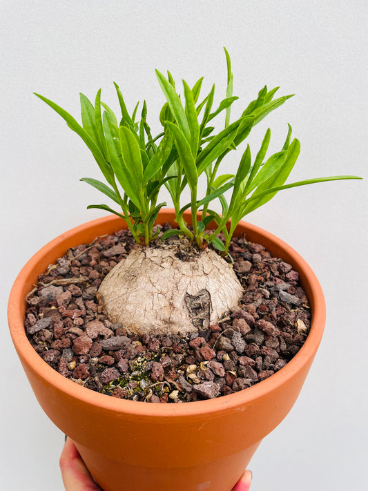 Bilde av Euphorbia trichadenia-Spanne Plantesalg