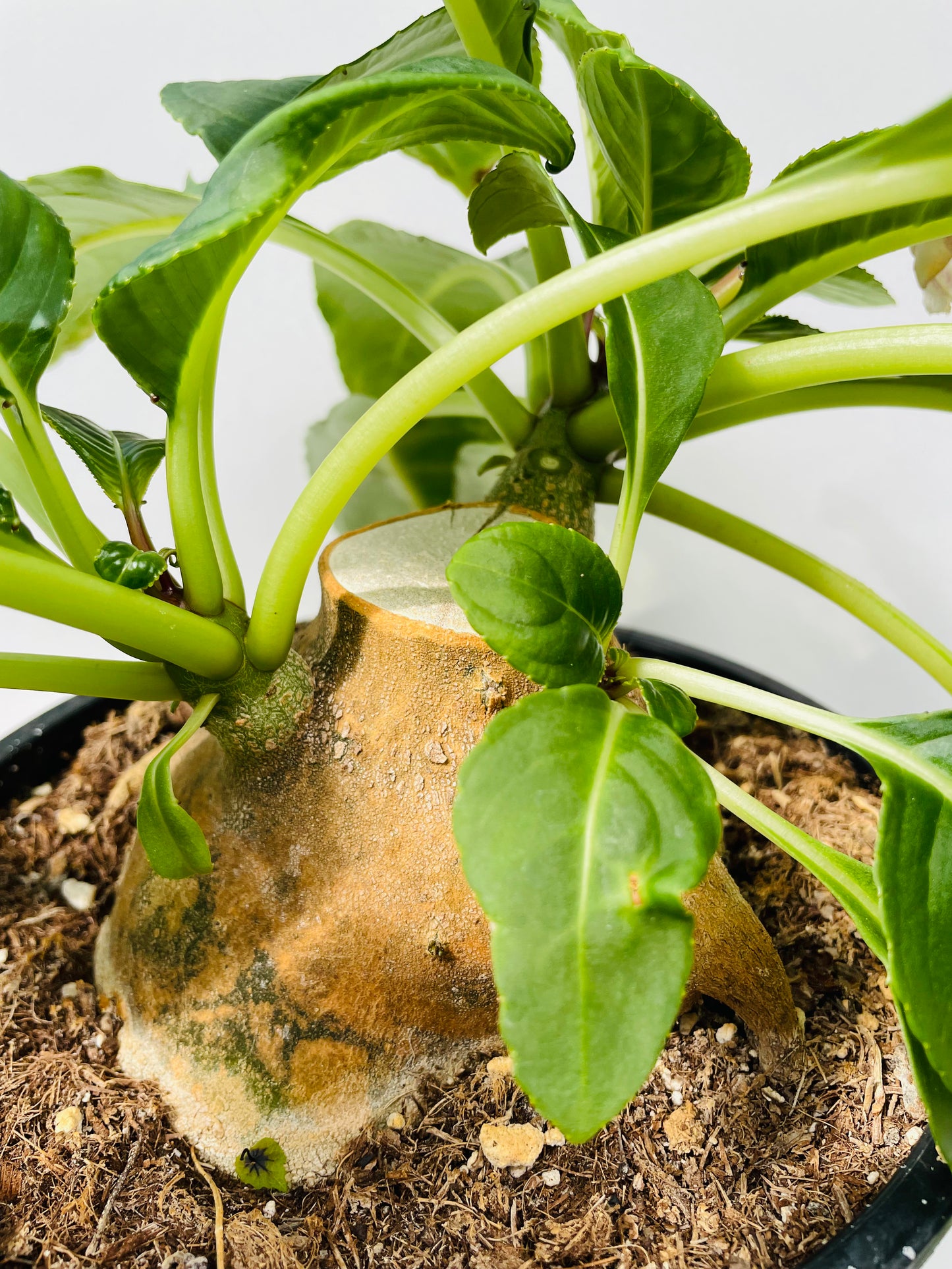 Impatiens mirabilis