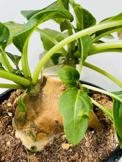 Impatiens mirabilis
