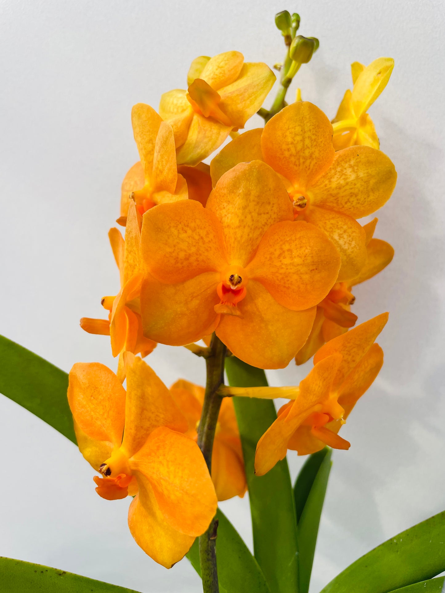 Vanda 2