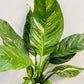 Bilde av Spathiphyllum wallisii-Spanne Plantesalg