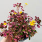 Bilde av Oxalis ‘Crazy Plum’ 14 cm potte-Spanne Plantesalg