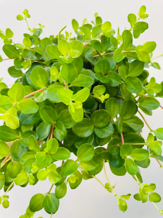 Peperomia rotundifolia