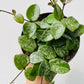 Bilde av Hoya Mathilde Spalsh 12 cm potte-Spanne Plantesalg