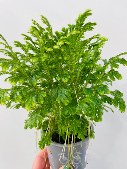 Selaginella martensii