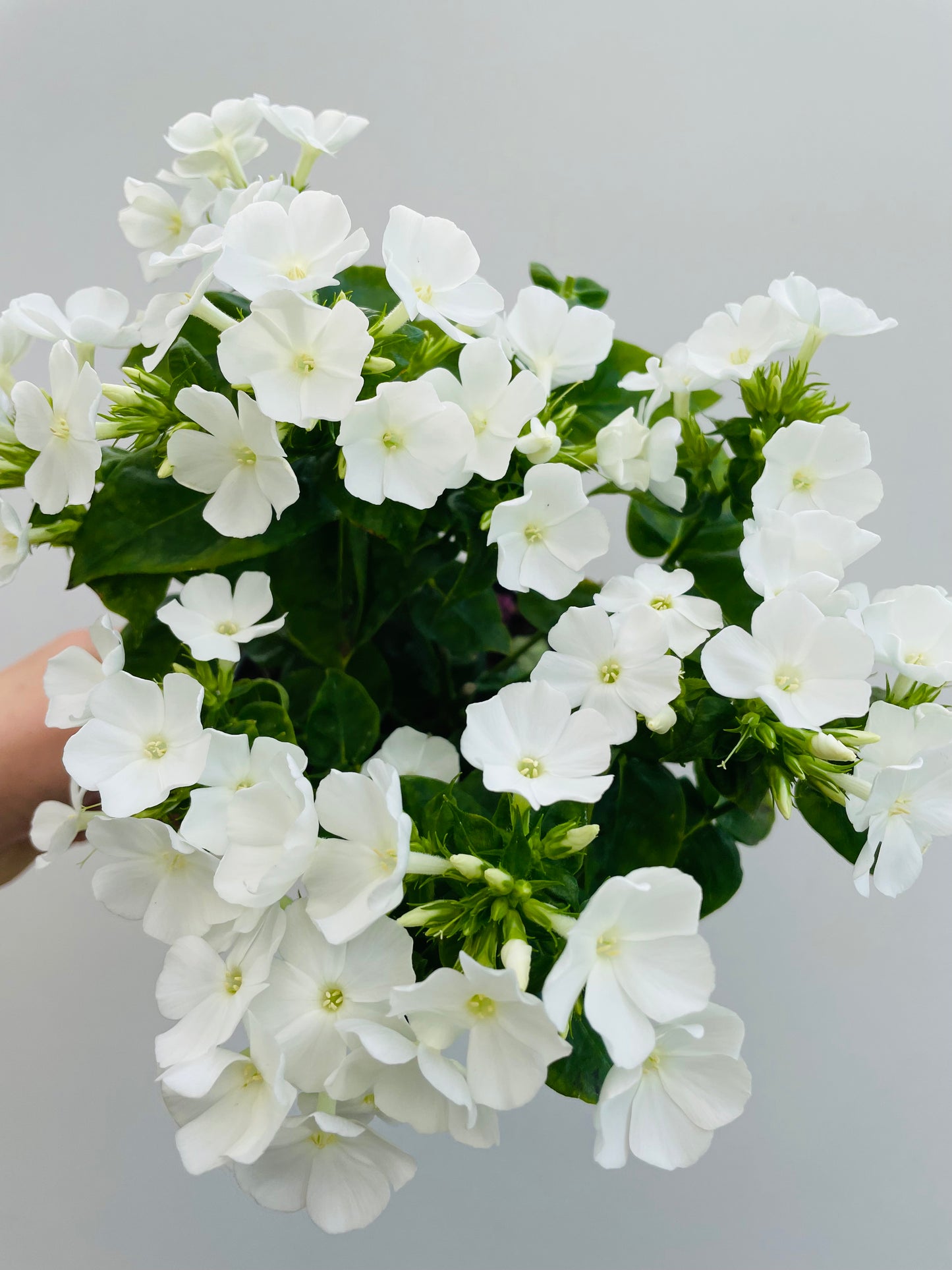 Phlox paniculata