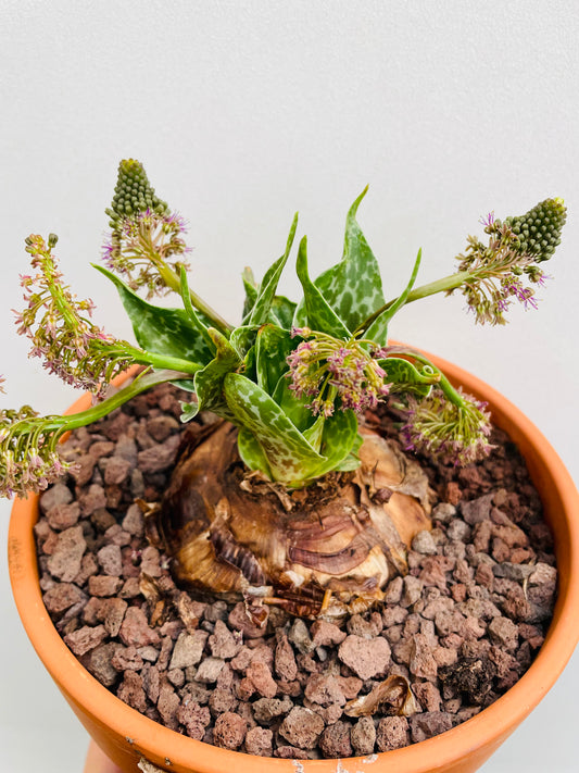 Bilde av Drimiopsis atropurpurea-Spanne Plantesalg