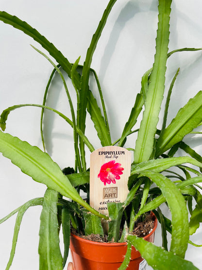 Epiphyllum ‘Red Tip’