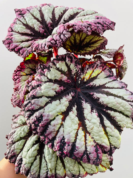 Begonia ‘Fireworks’