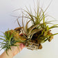 Bilde av Tillandsia på tre 1-Spanne Plantesalg