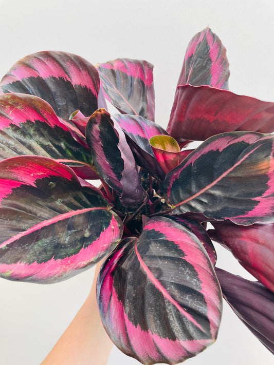 Bilde av Calathea roseopicta ‘Dottie’-Spanne Plantesalg