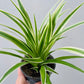 Bilde av Chlorophytum comosum-Spanne Plantesalg