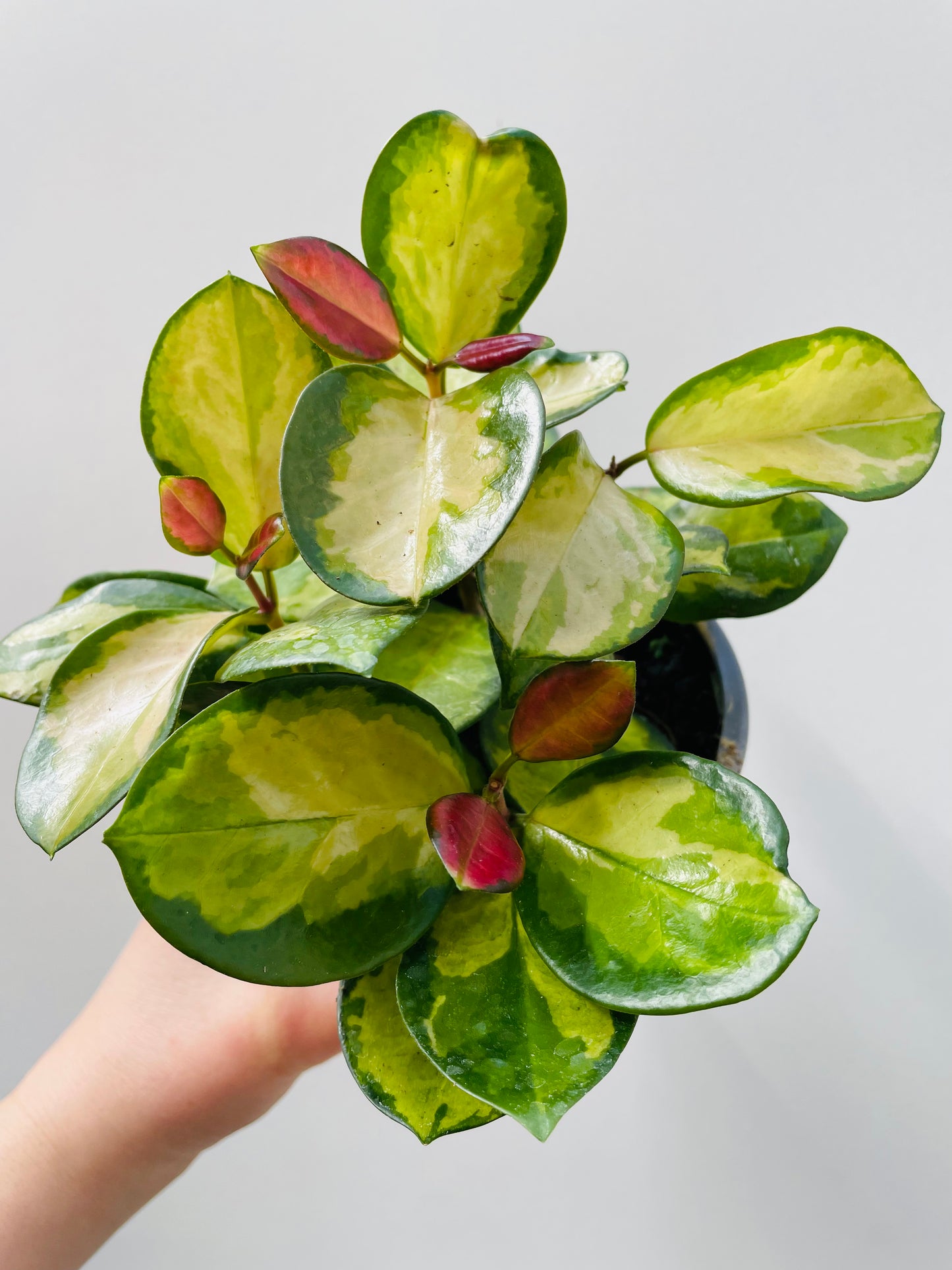 Bilde av Hoya australis ‘Lisa’ 12 cm potte-Spanne Plantesalg