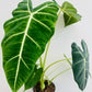 Bilde av Alocasia ‘Frydek’-Spanne Plantesalg